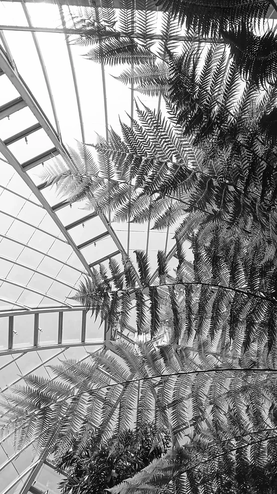 Description : De grandes feuilles de fougère se déploient sous une structure en verre, laissant entrer la lumière naturelle. La perspective montre le contraste entre la délicatesse des feuilles et la solidité des cadres métalliques dans cet espace intérieur.