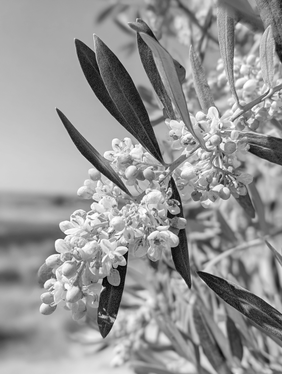 Branche d'olivier avec des fleurs blanches en plein épanouissement sous un ciel bleu clair. Les feuilles allongées et vert foncé contrastent avec les petites fleurs délicates.