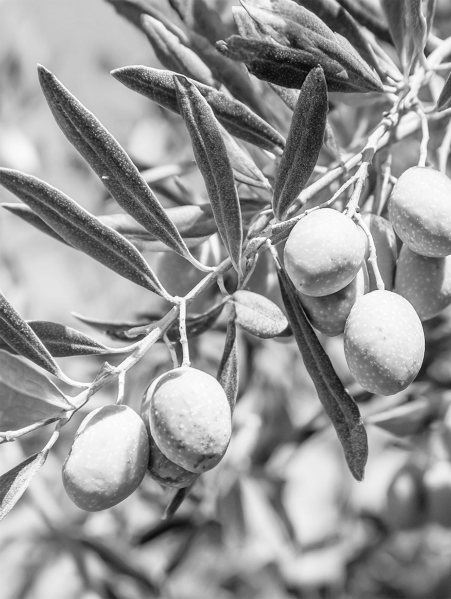 Branches d'olivier avec des olives vertes, entourées de longues feuilles pointues, éclairées par la lumière du soleil avec un ciel bleu en arrière-plan.