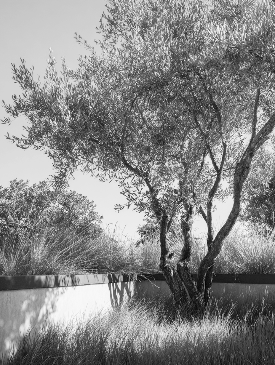Un petit olivier pousse dans un jardin avec un mur bas en pierre et une pelouse verte. Le ciel est dégagé et ensoleillé.